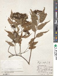 Spiraea miyabei image