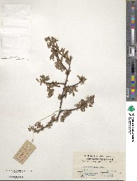 Spiraea mollifolia image