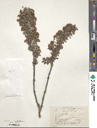 Spiraea mongolica image