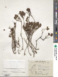 Image of Spiraea morrisonicola