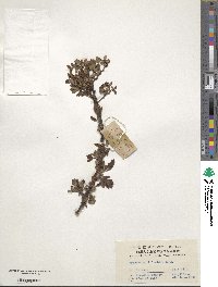 Spiraea virgata image