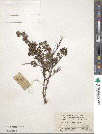 Spiraea virgata image