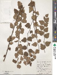 Spiraea chinensis image