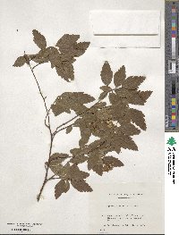 Spiraea chinensis image