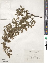 Spiraea chinensis image