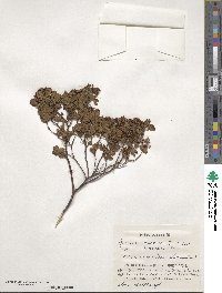 Spiraea chinensis image