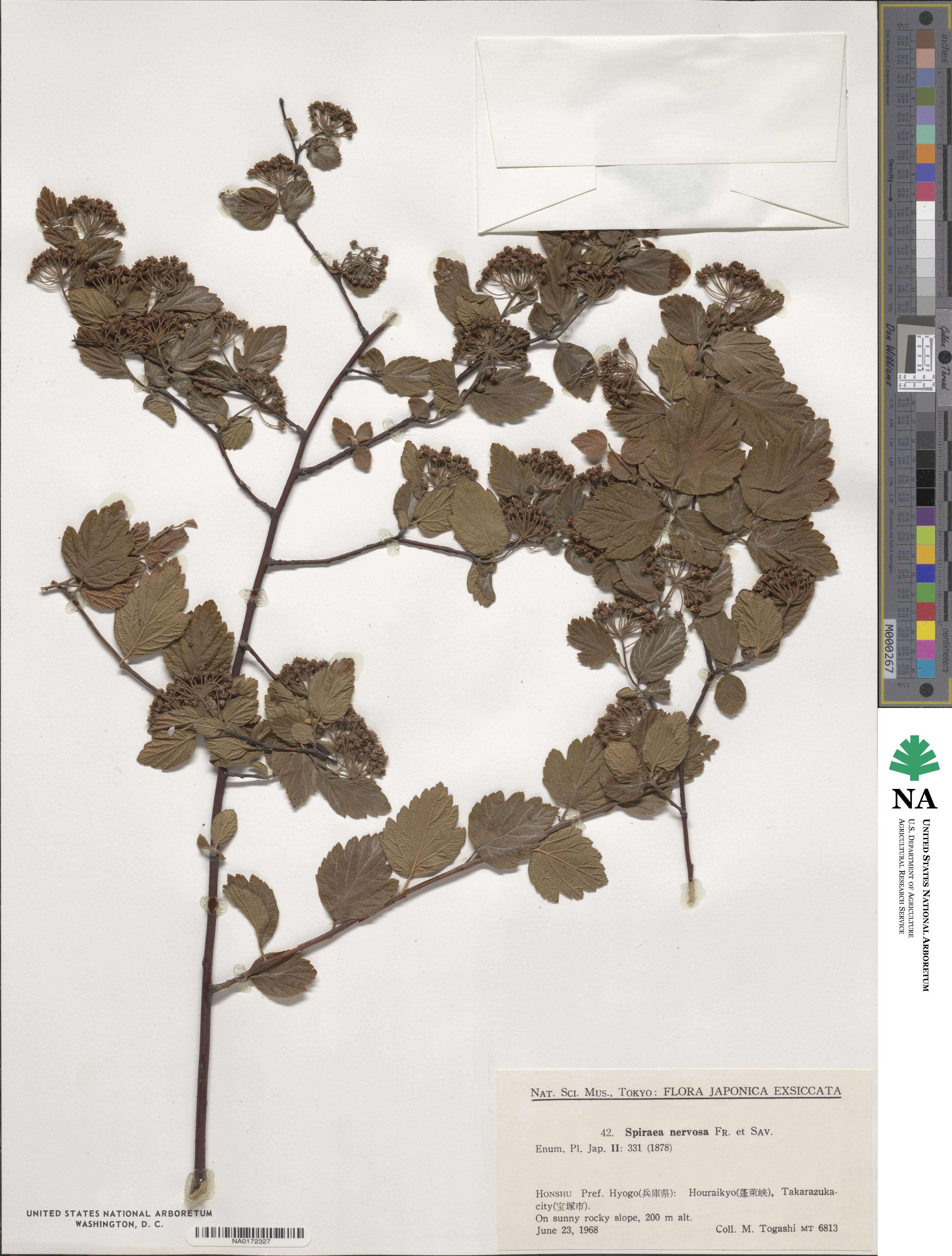 Spiraea chinensis image