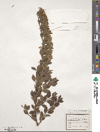 Spiraea chinensis image