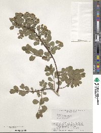 Spiraea nipponica image