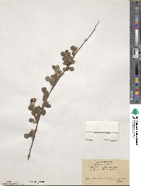 Spiraea nipponica image