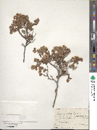 Spiraea pilosa image