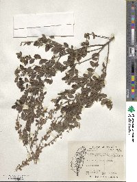 Spiraea prunifolia var. pseudoprunifolia image