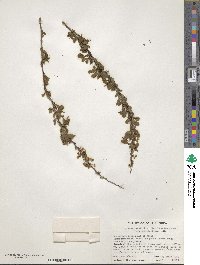 Spiraea prunifolia var. simpliciflora image