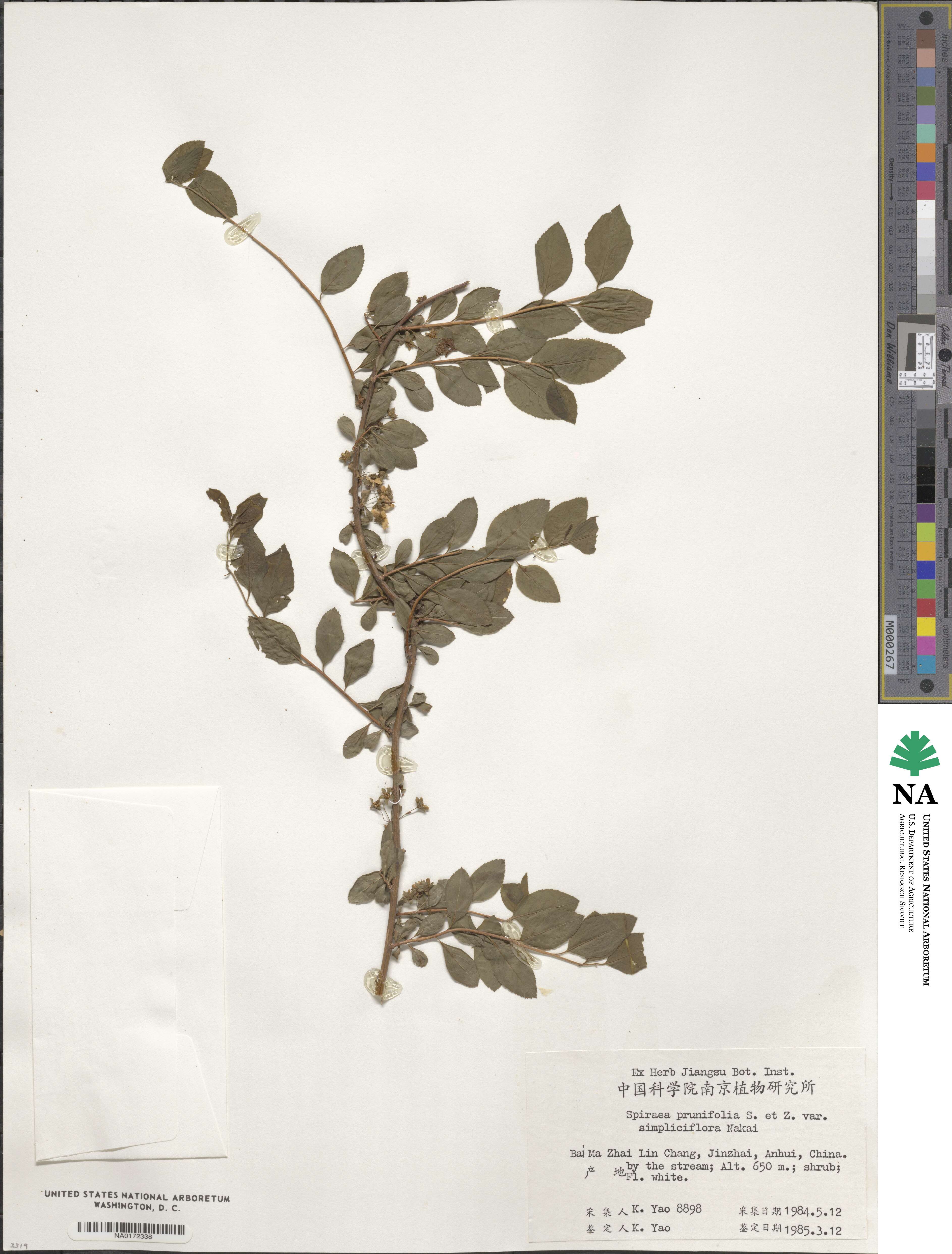 Spiraea prunifolia var. simpliciflora image
