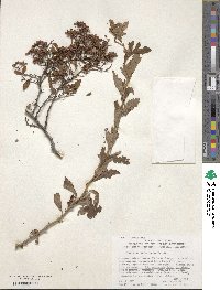 Spiraea pubescens image