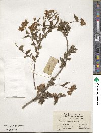 Spiraea rosthornii image