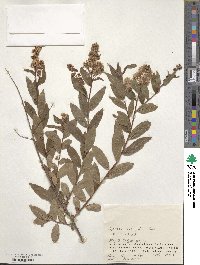 Spiraea salicifolia image