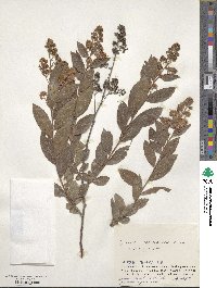 Spiraea salicifolia image