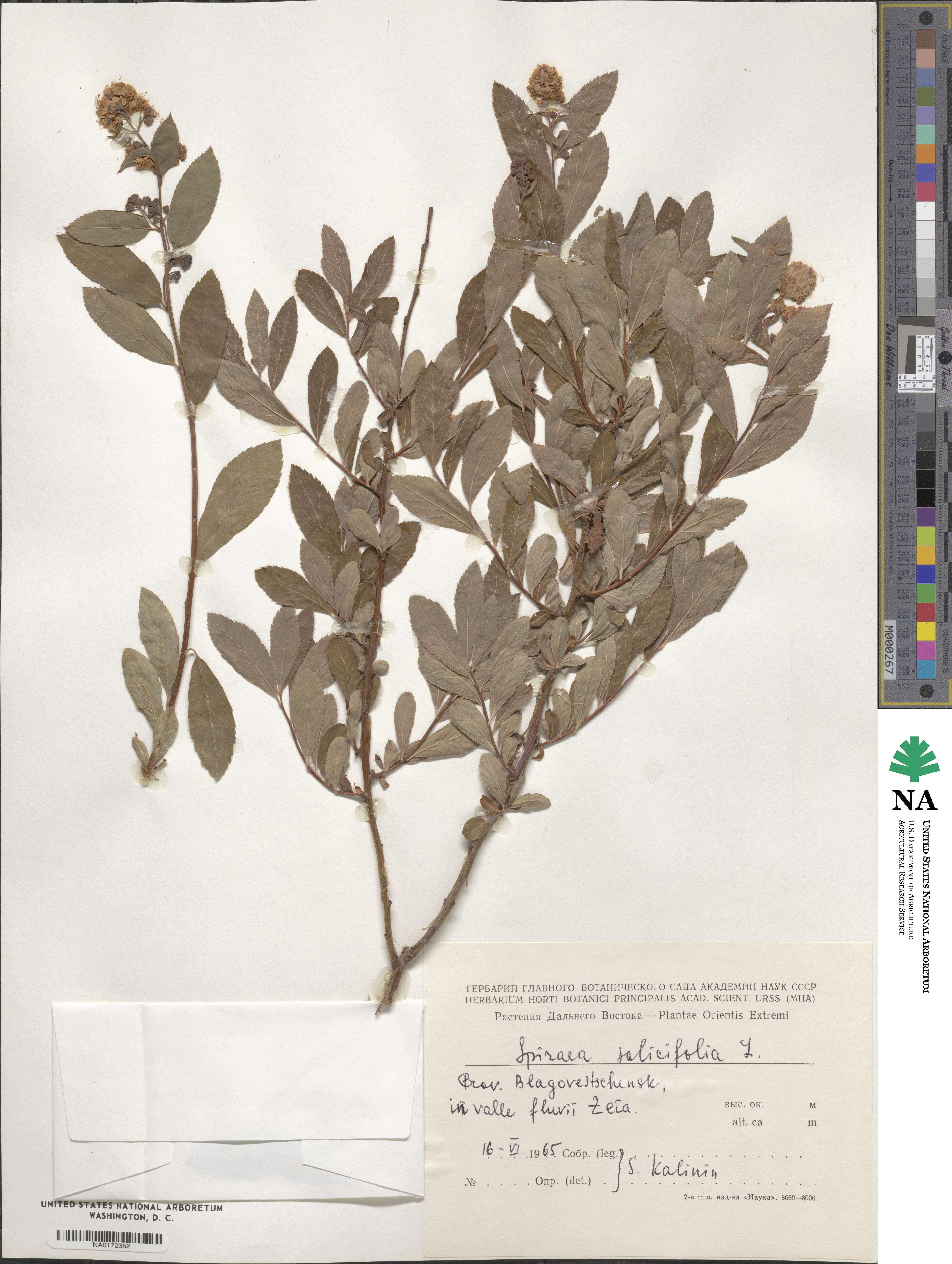 Spiraea salicifolia image