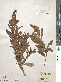 Spiraea salicifolia image