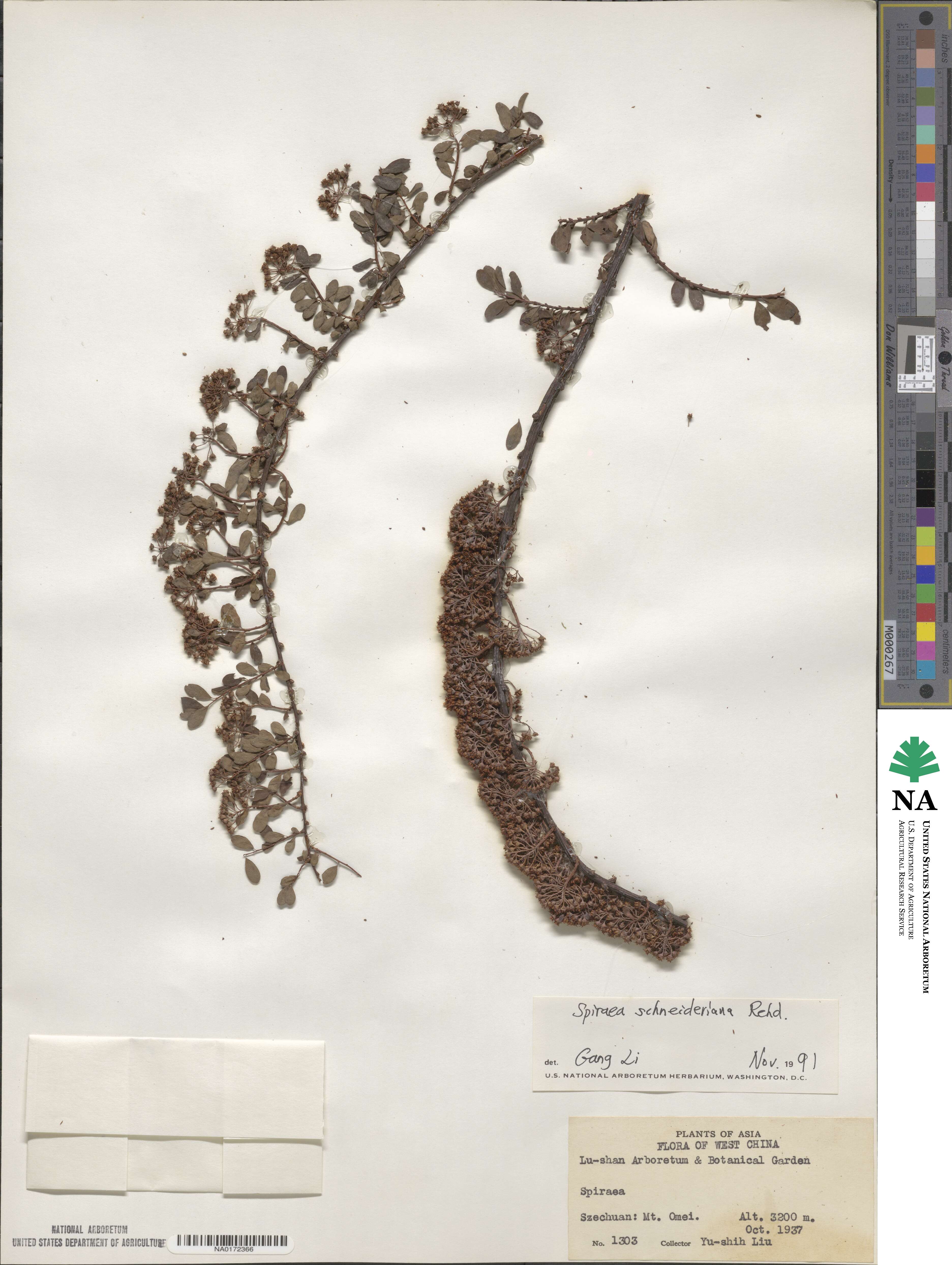 Spiraea schneideriana image