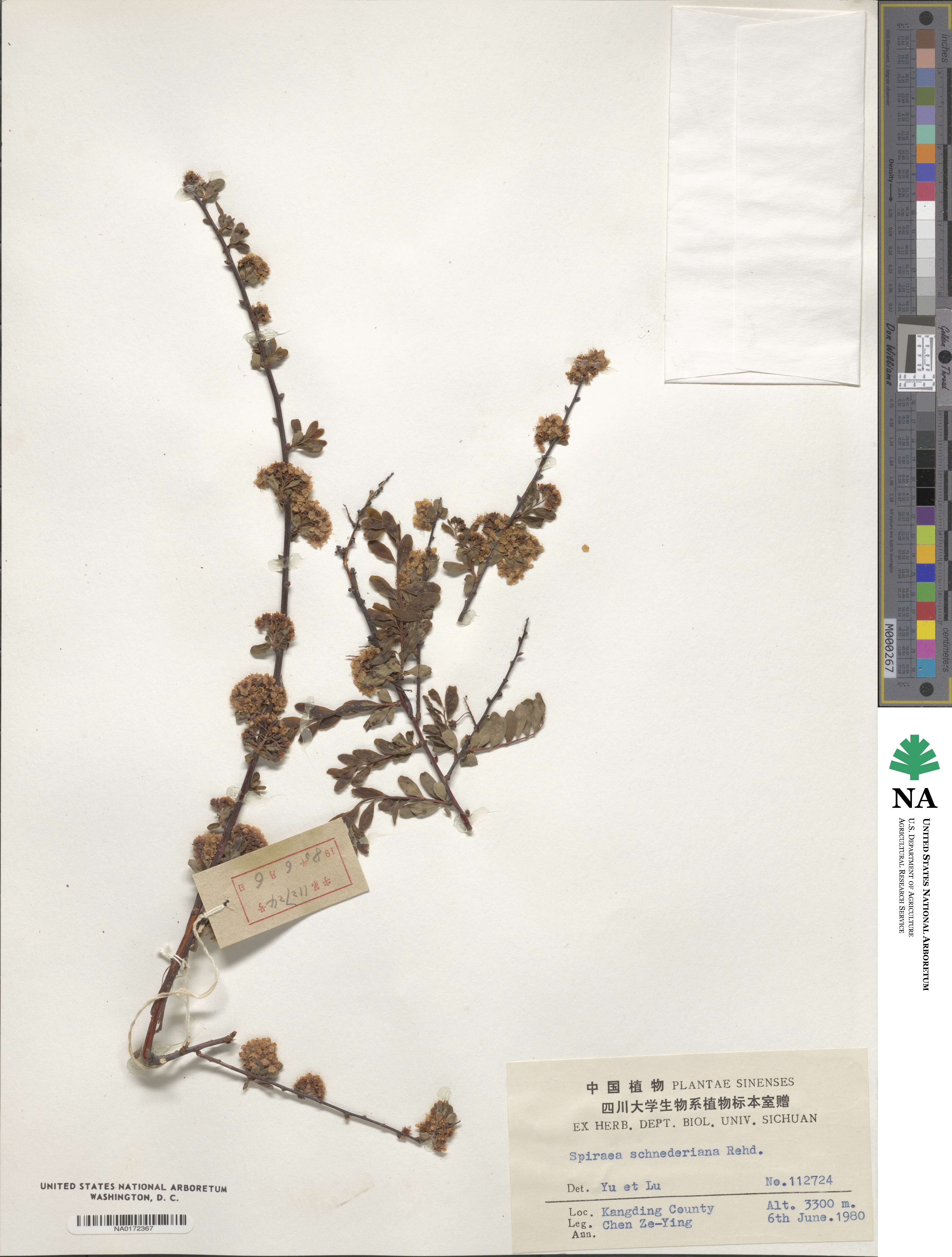 Spiraea schneideriana image