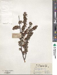 Spiraea schneideriana image