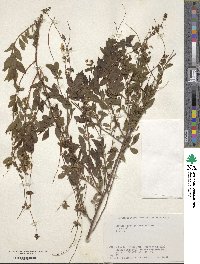 Spiraea thunbergii image