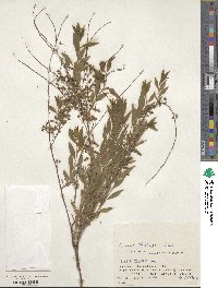 Spiraea thunbergii image