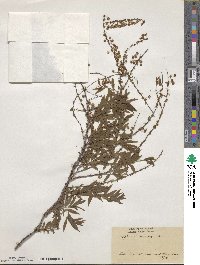 Spiraea thunbergii image