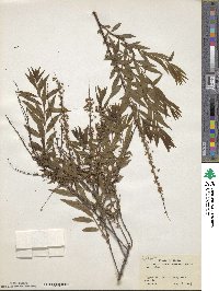 Spiraea thunbergii image