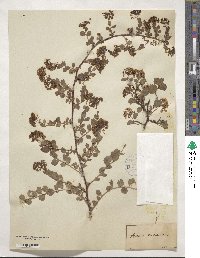 Spiraea trilobata image