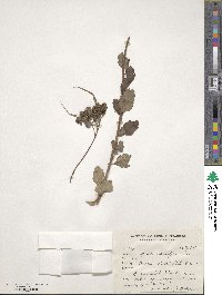 Spiraea gracilis image