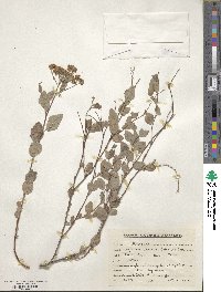 Spiraea gracilis image