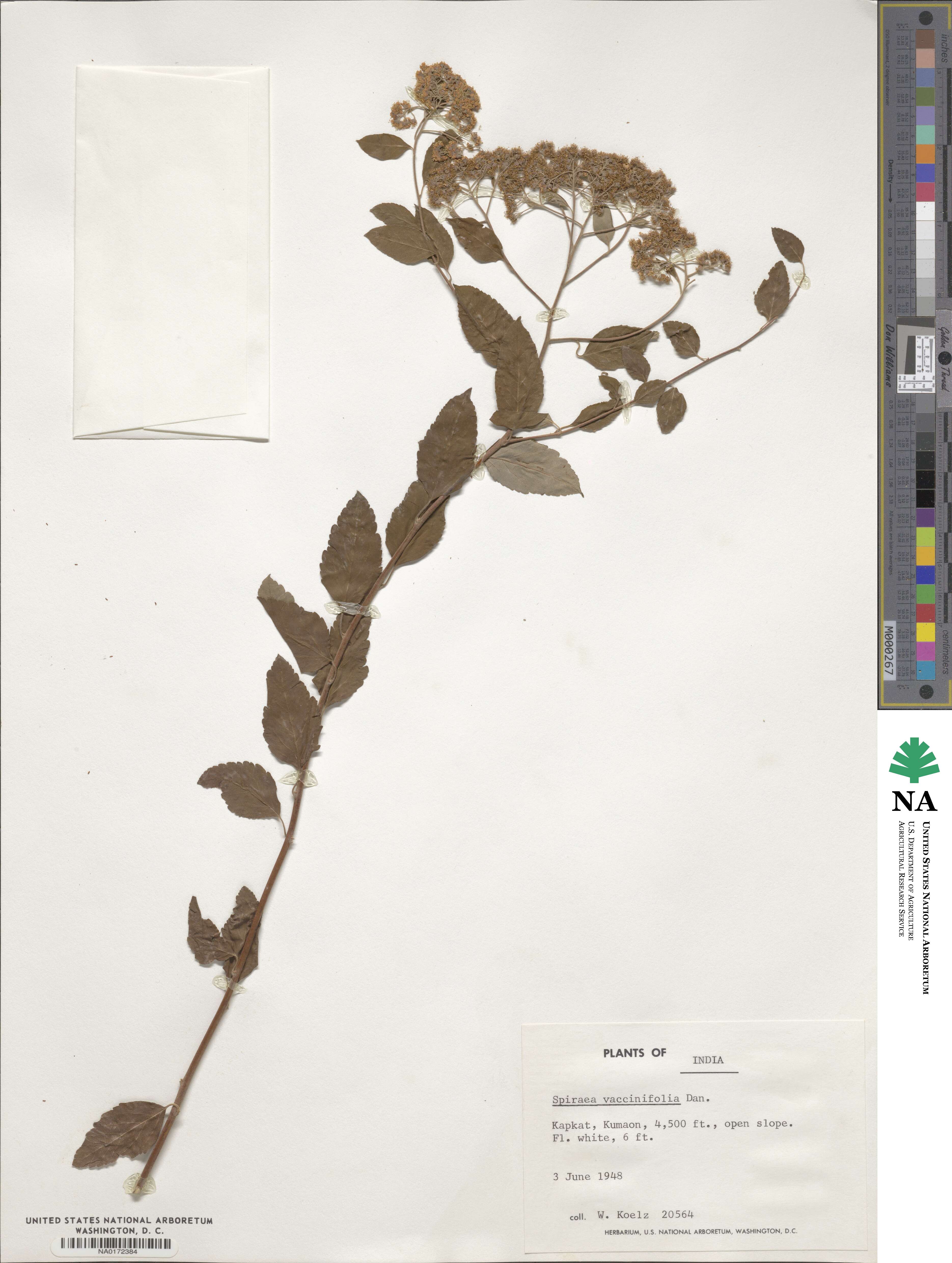 Spiraea gracilis image