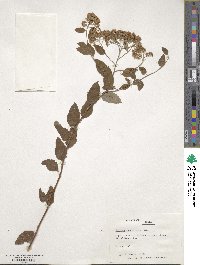 Spiraea gracilis image