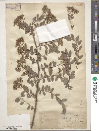 Spiraea veitchii image