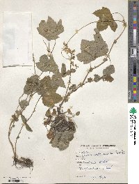 Filipendula vestita image