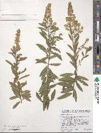 Spiraea alba image