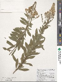 Spiraea alba image