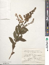 Spiraea alba image