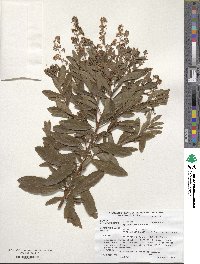 Spiraea alba image