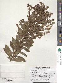 Spiraea alba image