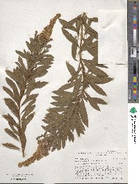 Spiraea alba image