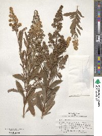 Spiraea alba image