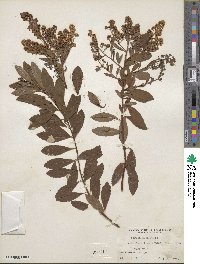 Spiraea alba image