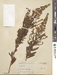 Spiraea alba image