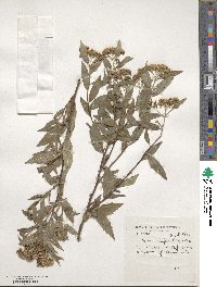 Spiraea japonica image