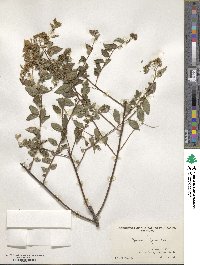 Spiraea alpina image