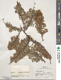 Spiraea arcuata image